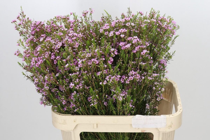 <h4>Chamelaucium Kerryn</h4>