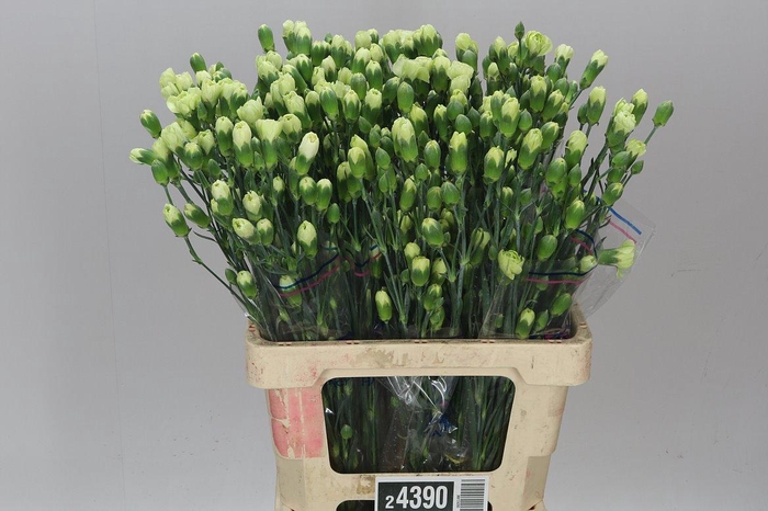 <h4>Di Tr Green</h4>