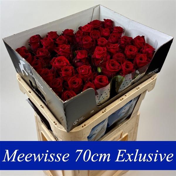 <h4>R Gr Red Naomi! Exclusive 70cm</h4>