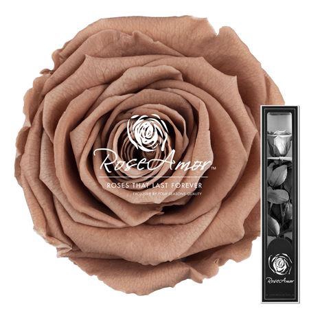 30cm Stem Cho89