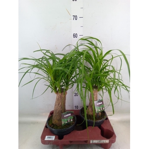 Beaucarnea recurvata