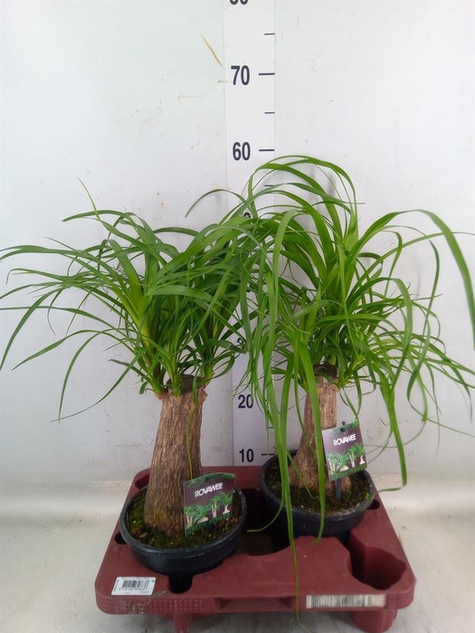 <h4>Beaucarnea recurvata</h4>