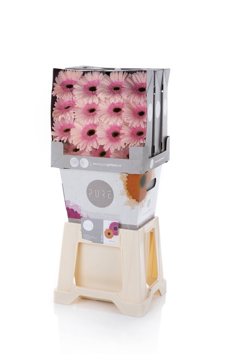 <h4>Gerbera Monroe Diamond</h4>