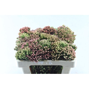Kaaps Red Brunia Xl