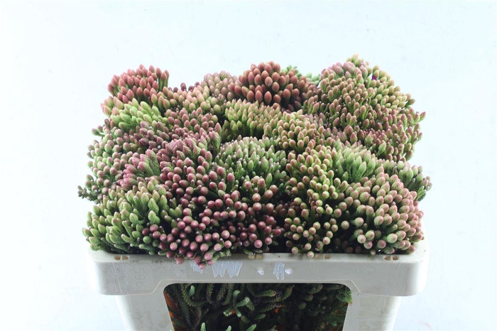 <h4>Kaaps Red Brunia Xl</h4>