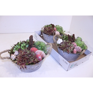 ARR SEMPERVIVUM