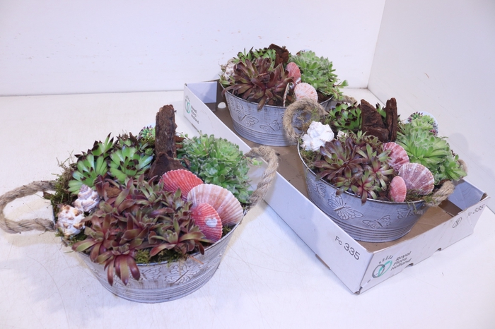 <h4>ARR SEMPERVIVUM</h4>