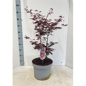 ACER PA TROMPENBURG