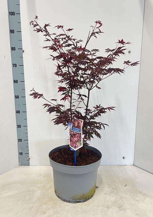 <h4>ACER PA TROMPENBURG</h4>
