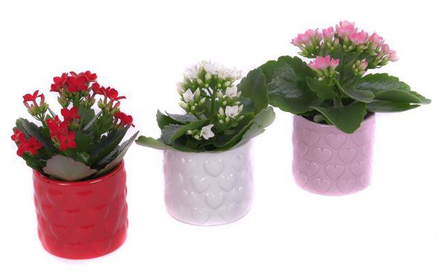 arr. Kamerplanten