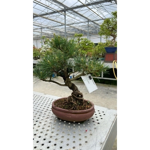 Pinus parviflora, 20cm.