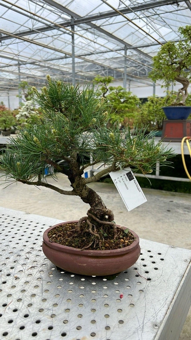 <h4>Pinus parviflora, 20cm.</h4>