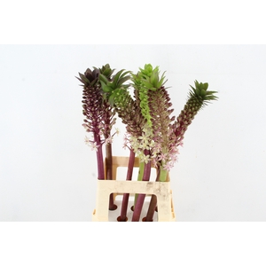 EUCOMIS OV