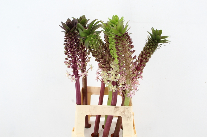 <h4>EUCOMIS OV</h4>