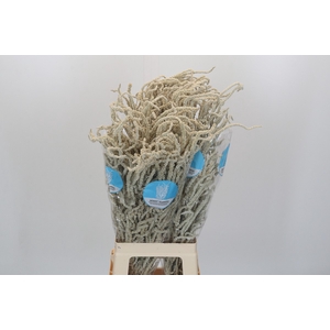Amaranthus Yearming Desert