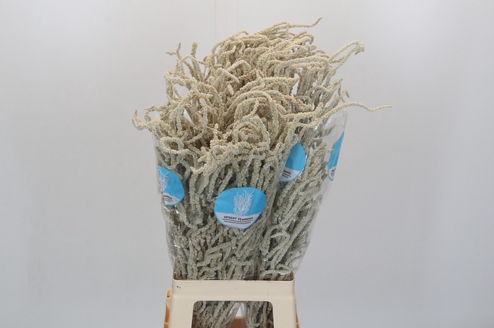 <h4>Amaranthus Yearming Desert</h4>