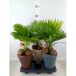 Livistona rotundifolia