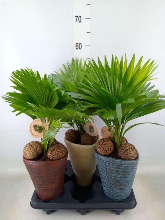 <h4>Livistona rotundifolia</h4>