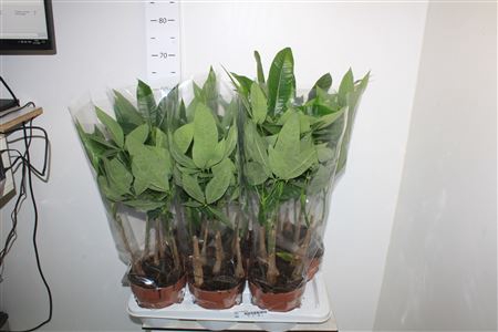 <h4>Pachira Aquatica 5 Stekken</h4>