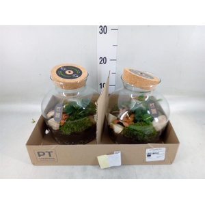 Arr.   Kamerplant Groen H%