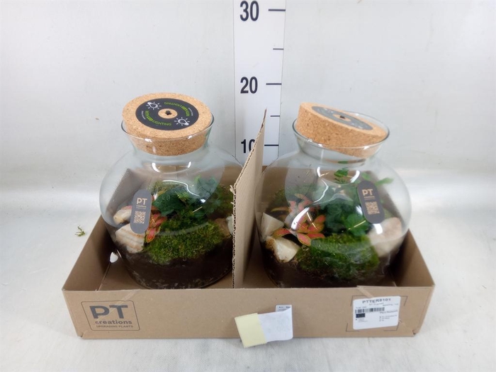 <h4>Arr. Kamerplant Groen H%</h4>