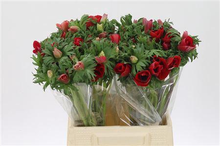 <h4>Anem Co Galil Rood</h4>