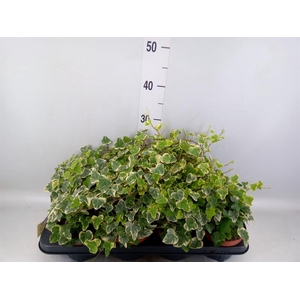 Hedera helix 'White Wonder'