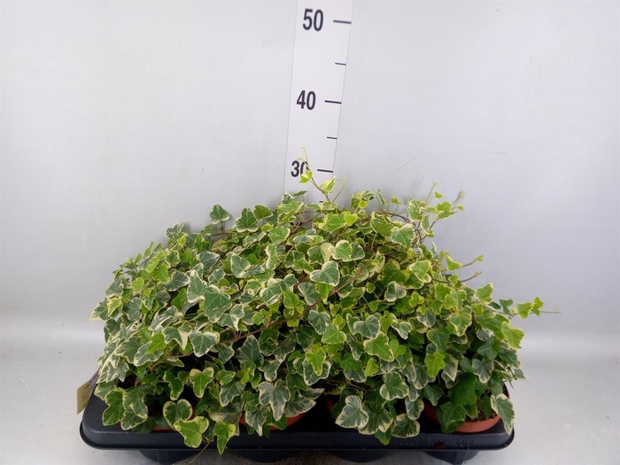 <h4>Hedera helix 'White Wonder'</h4>