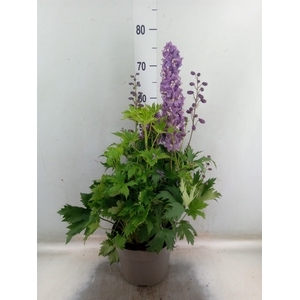 Delphinium   ...
