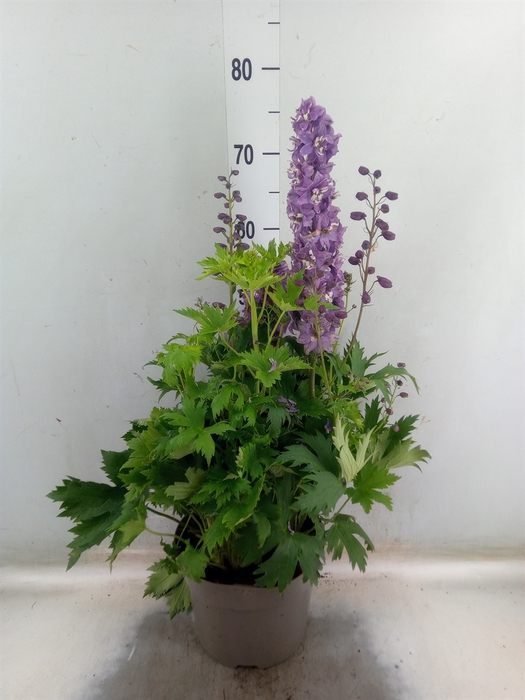 <h4>Delphinium   ...</h4>