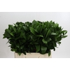 Ruscus Hypophyllum