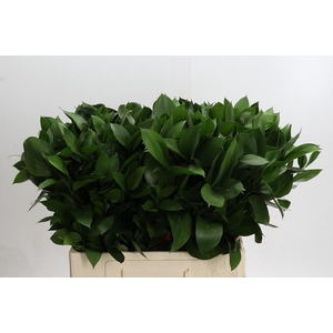Ruscus Hypophyllum