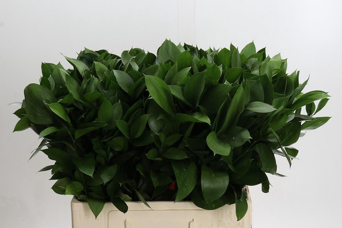 Ruscus Hypophyllum