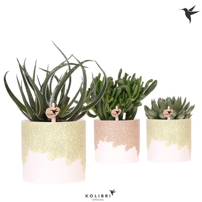 <h4>Kolibri Greens Succulenten mix in Bloom pot sand mix</h4>