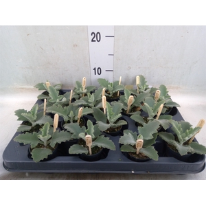 Kalanchoe NF beharensis
