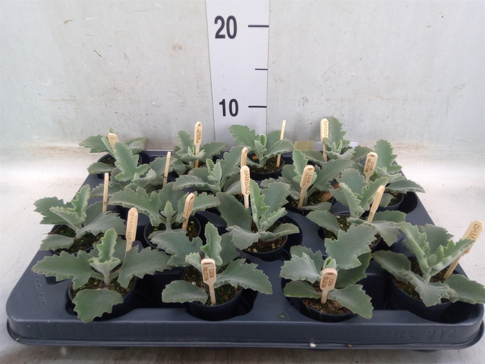 <h4>Kalanchoe NF beharensis</h4>