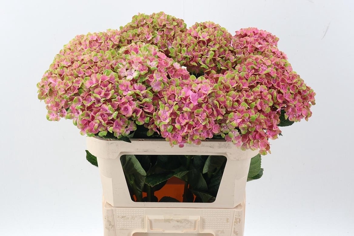 <h4>Hydr M Mag Coral</h4>