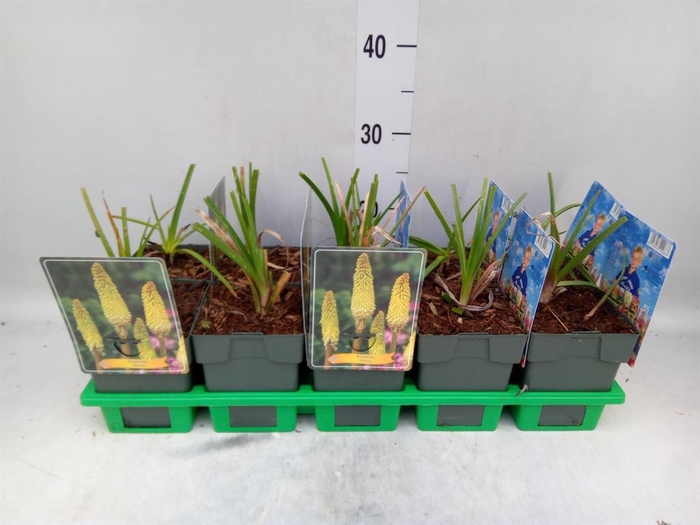 <h4>Kniphofia uvaria</h4>