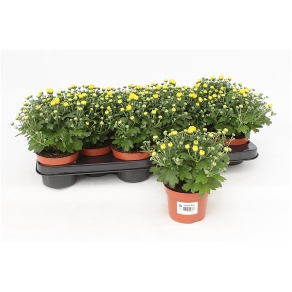 <h4>Chrysanthemum Gardenmum Yellow</h4>