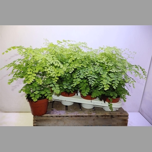 Adian Rad Fragrans