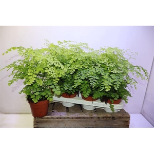 Adian Rad Fragrans