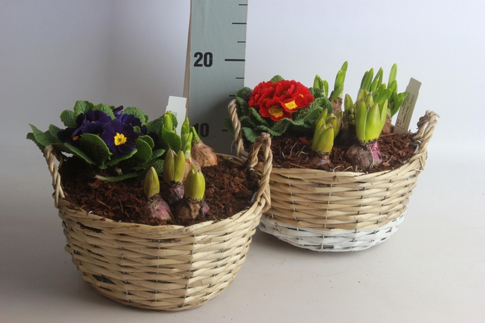 <h4>ARR BOL KNOLGEWAS</h4>