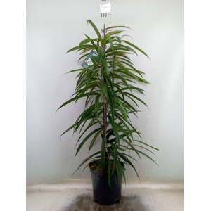 Ficus binn. 'Alii'