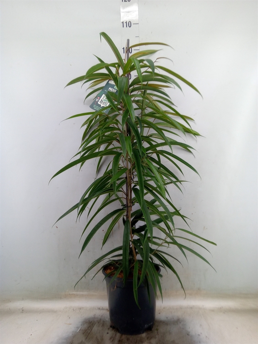 <h4>Ficus binn. 'Alii'</h4>