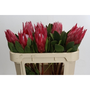 Protea Cynaroides Madiba