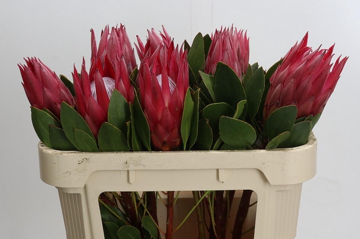 Protea Cynaroides Madiba