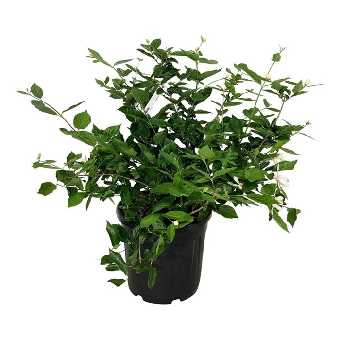 <h4>Calycanthus 'Venus'</h4>