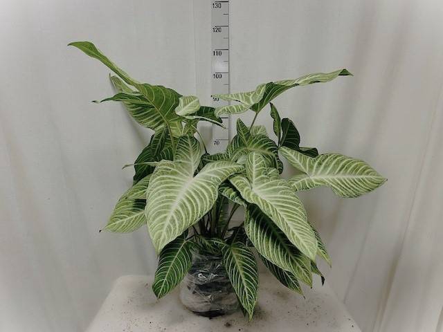 <h4>PLANTEN OV</h4>