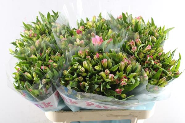 <h4>Alstr Fl Pink Paradiso Nieuw</h4>
