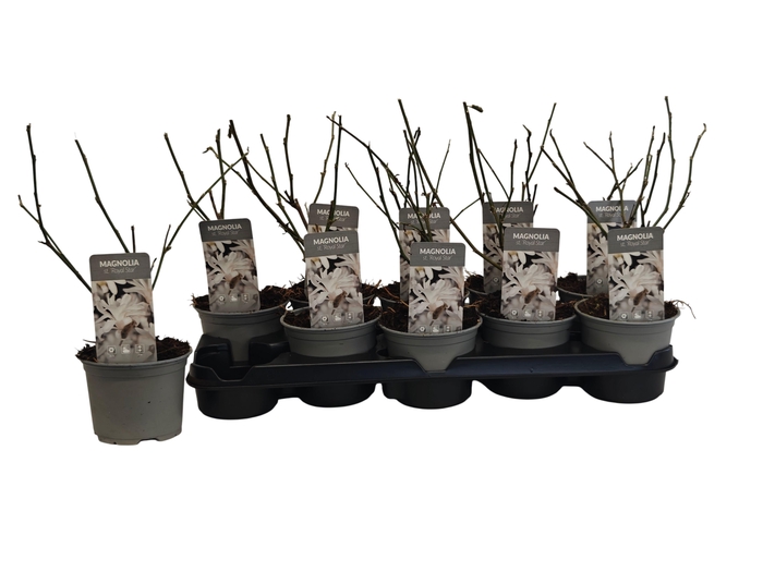 <h4>MAGN ST ROYAL STAR</h4>